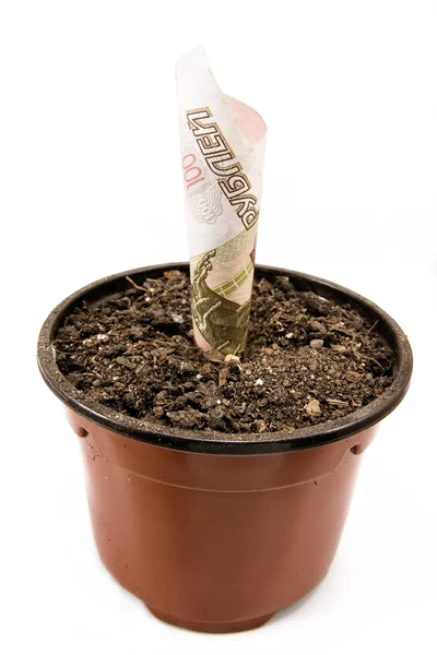 Monetaire sprout — Stockfoto