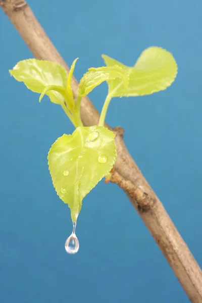 stock image Leaf