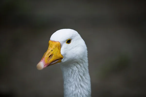 Head of goose — Stock Photo, Image
