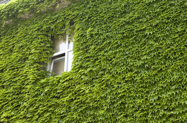 Ivy wall-mounted — Stock Photo, Image