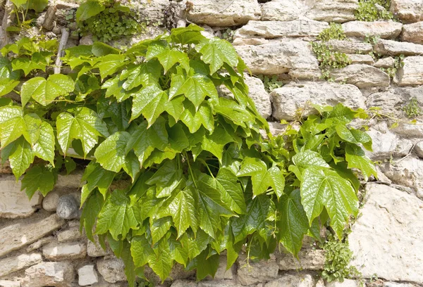 Ivy a parete — Foto Stock
