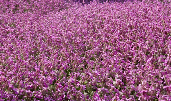 진홍색 꽃 — 스톡 사진