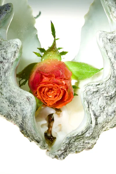 stock image Rose in shell