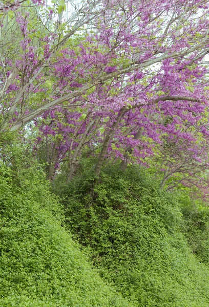 Colina y árboles florecientes —  Fotos de Stock