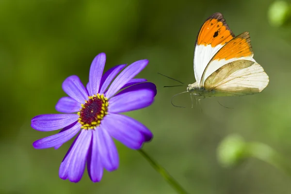 Eflatun çiçek kelebek uçuyor — Stok fotoğraf