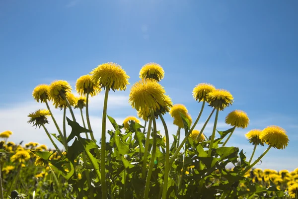 Yellow dandelions in the meadow clear — Stock Photo, Image