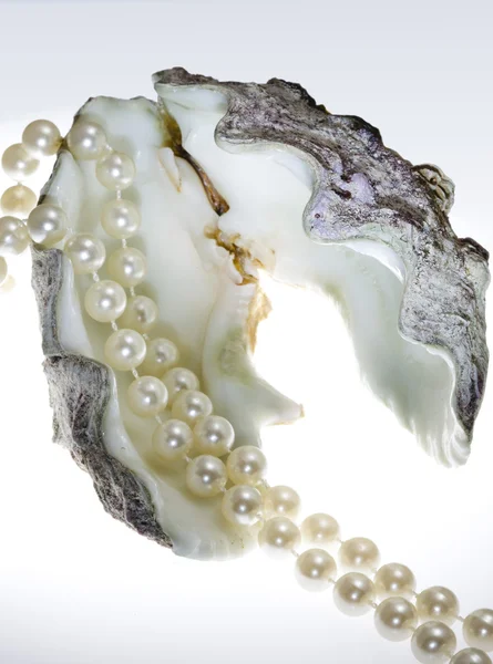 Hilo de perlas yace en la cáscara —  Fotos de Stock