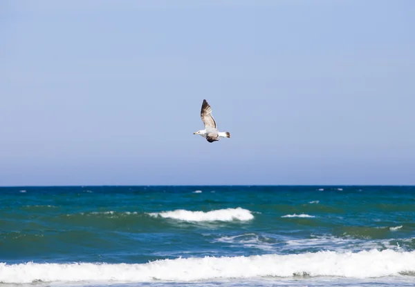 Чайка летит за океан — стоковое фото