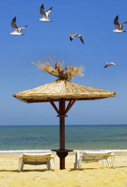 Чайки над пляжным зонтиком — стоковое фото