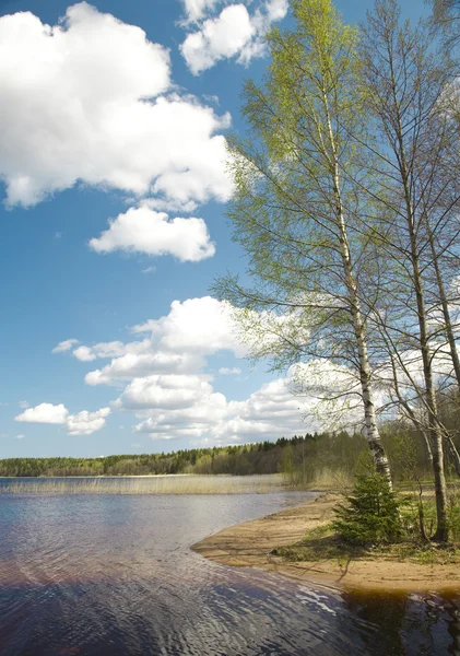 Birch at lake — Stock Photo, Image