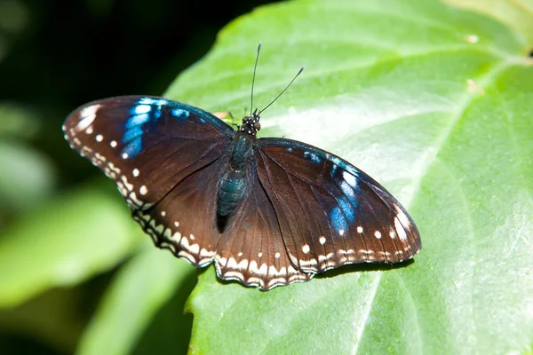 A borboleta tropical em uma folha — Fotografia de Stock