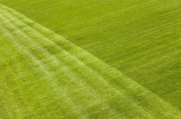 Grass on field — Stock Photo, Image