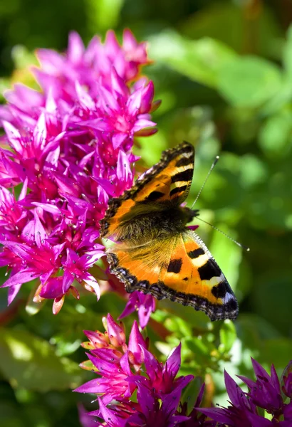 Schmetterling auf purpurroten Blüten — Stockfoto
