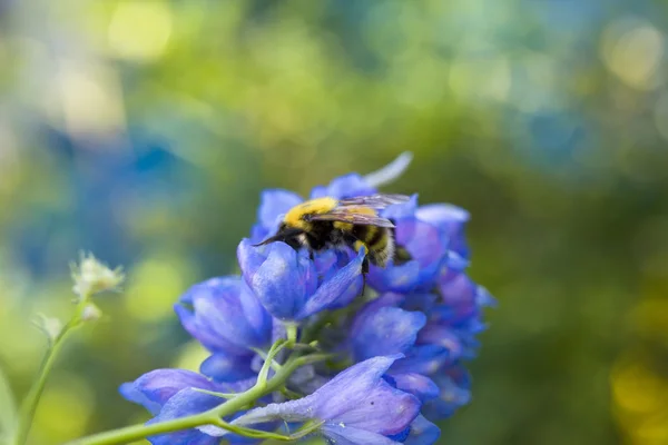 Бджола на блакитній квітці — стокове фото