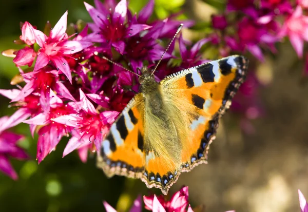 Vlinder aan crimson bloemen — Stockfoto