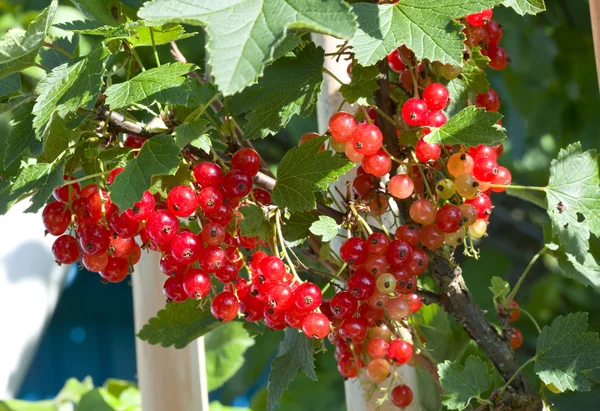 Clusters of red currant on bush — Stock Photo, Image