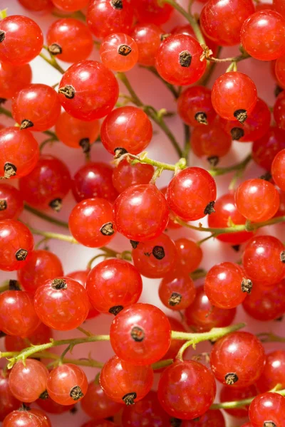 Bright branches of red currant — Stock Photo, Image