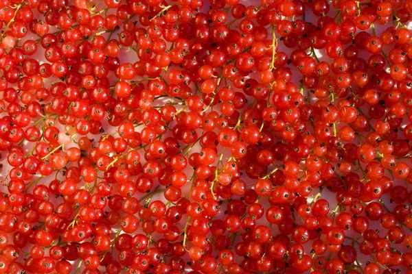 Fruits of red currant — Stock Photo, Image