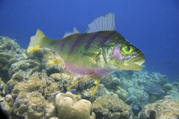 stock image Fish