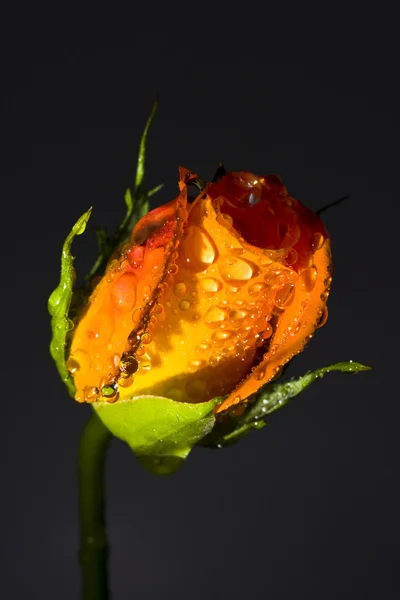 Knop van een roos — Stockfoto
