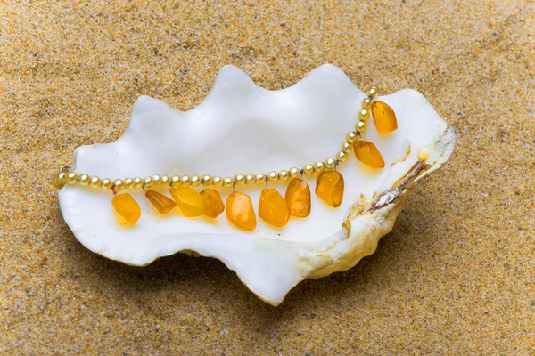 De exotische sea shell — Stockfoto
