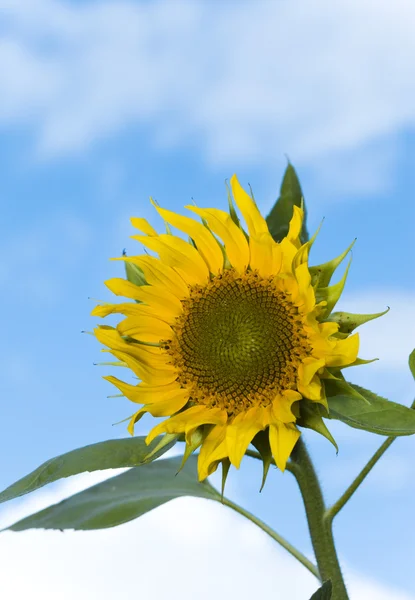 Flower of sunflower — Stock Photo, Image