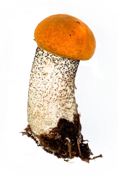 stock image Aspen mushroom