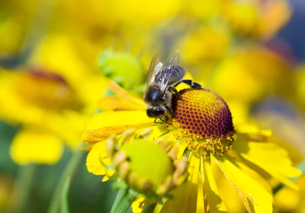 Biene auf gelben Blüten — Stockfoto