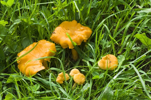 蘑菇鸡油菌 — 图库照片