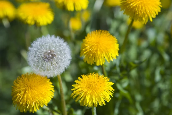 Sarı dandelions arasında beyaz hindiba Telifsiz Stok Imajlar