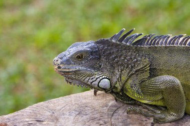 Iguana