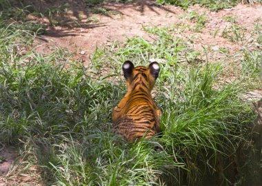 Cub of a tiger clipart