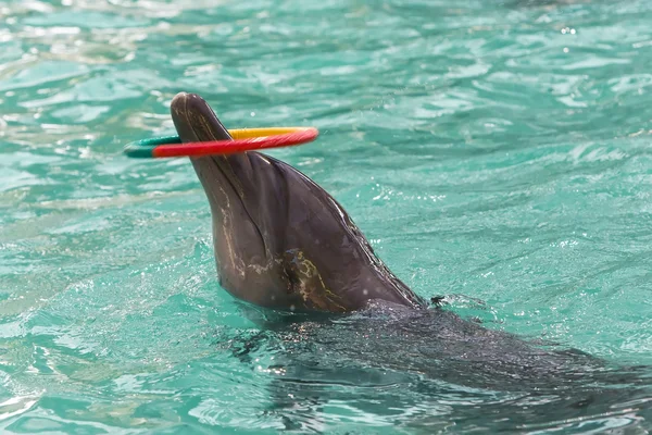 El delfín — Foto de Stock