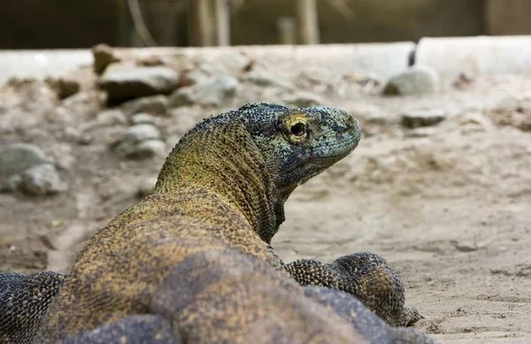 Komodo ejderleri — Stok fotoğraf
