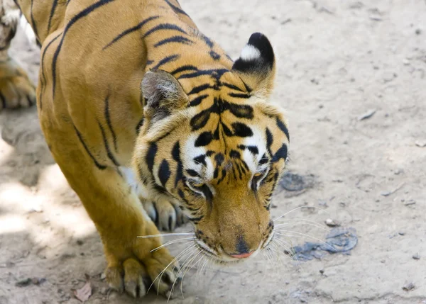 O tigre — Fotografia de Stock