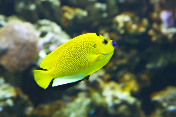 Small fish — Stock Photo, Image