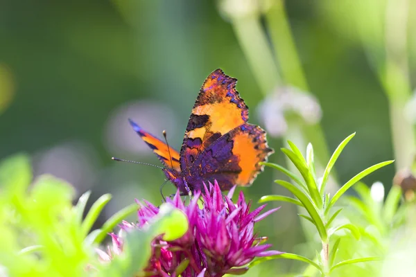 De heldere vlinder — Stockfoto