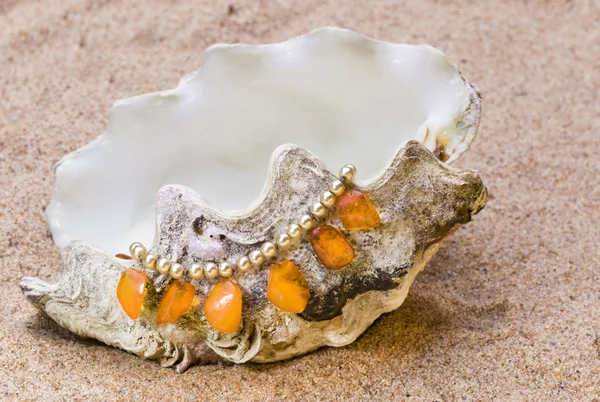 エキゾチックな海ザルガイの殻 — ストック写真