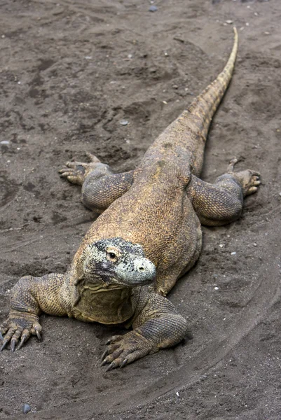 Величезний монітор ящірки на сірому піску — стокове фото