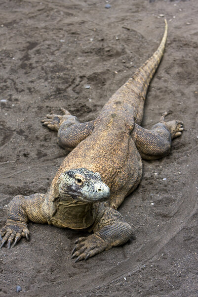 Huge monitor lizard on grey sand