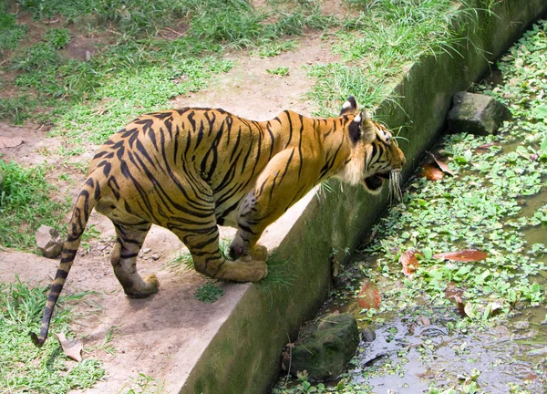The tiger has prepared for a jump — Stock Photo, Image