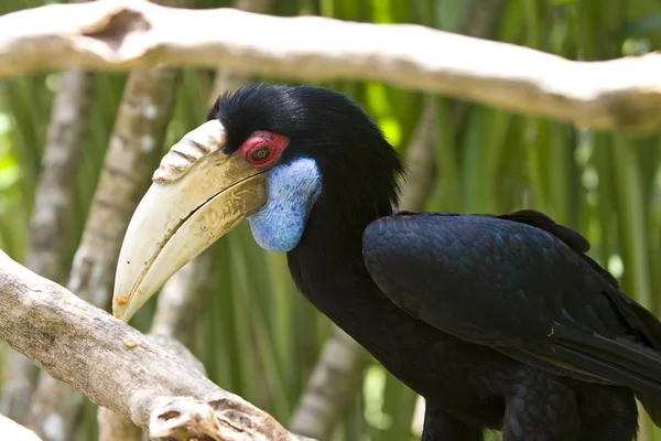 Toucan bird — Stockfoto