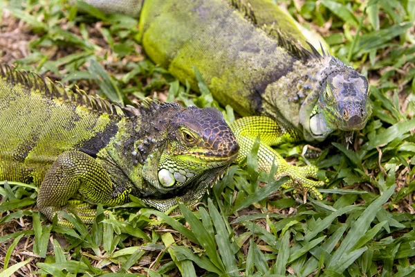 Duas Iguanas em uma grama verde — Fotografia de Stock