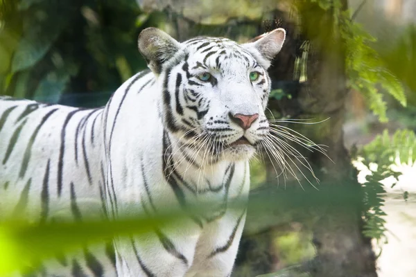 Porträt eines weißen Tigers — Stockfoto