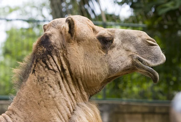 Верблюда голова — стокове фото
