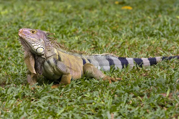 Stora iguana — Stockfoto