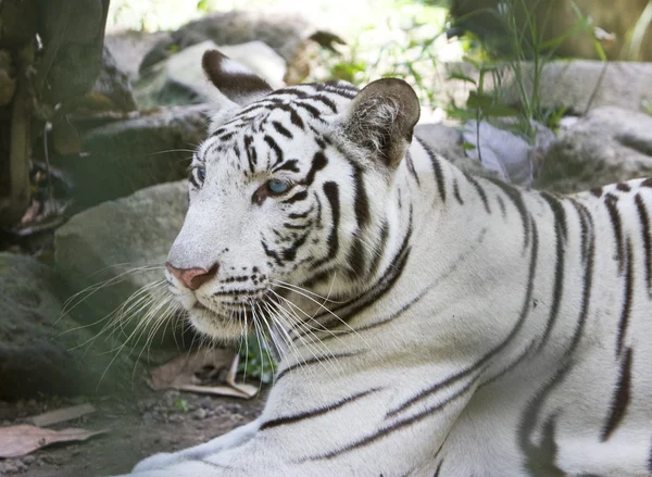 Portrait of a white tiger — Stock Photo, Image
