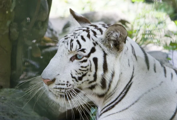 Retrato de un tigre blanco — Foto de Stock