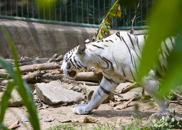 El tigre robado en una pista — Foto de Stock