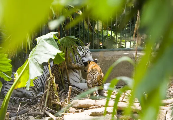 Tigerin mit Jungen — Stockfoto